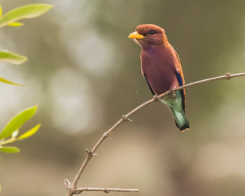 Broad Billed Roller. - The Gambia 2018