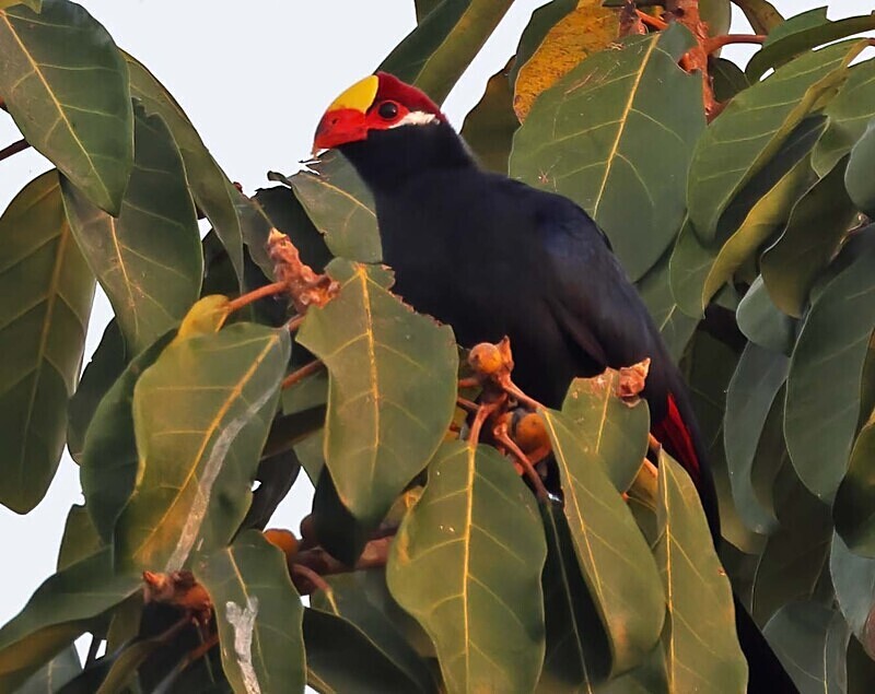 Violet Turaco - The Gambia Januarry 2026
