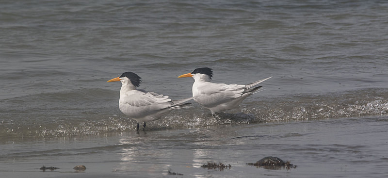 Royal Tern. - The Gambia 2018