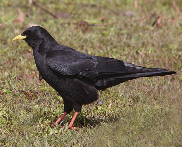 Alpine Chough - Morocco Birds