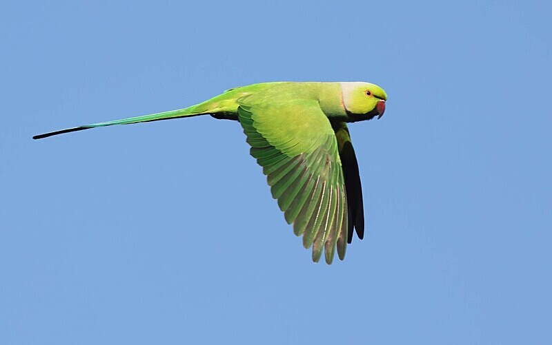 Rose Ringed Parakeet - The Gambia Januarry 2026
