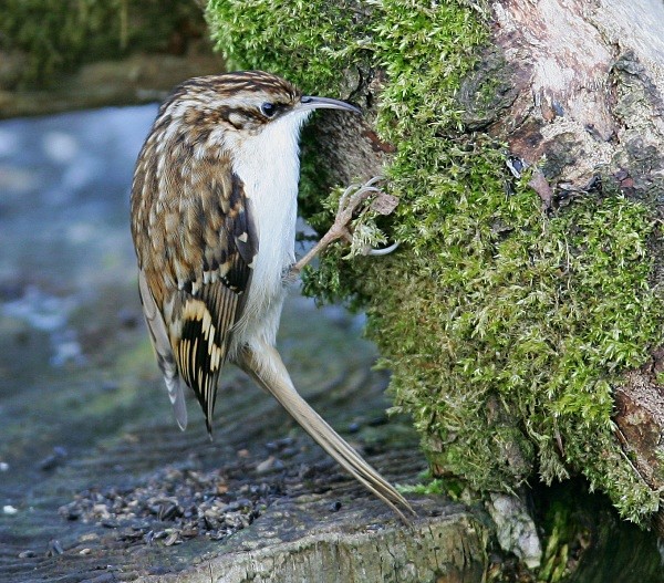 Treecreeper - Nuthatches & Treecreepers