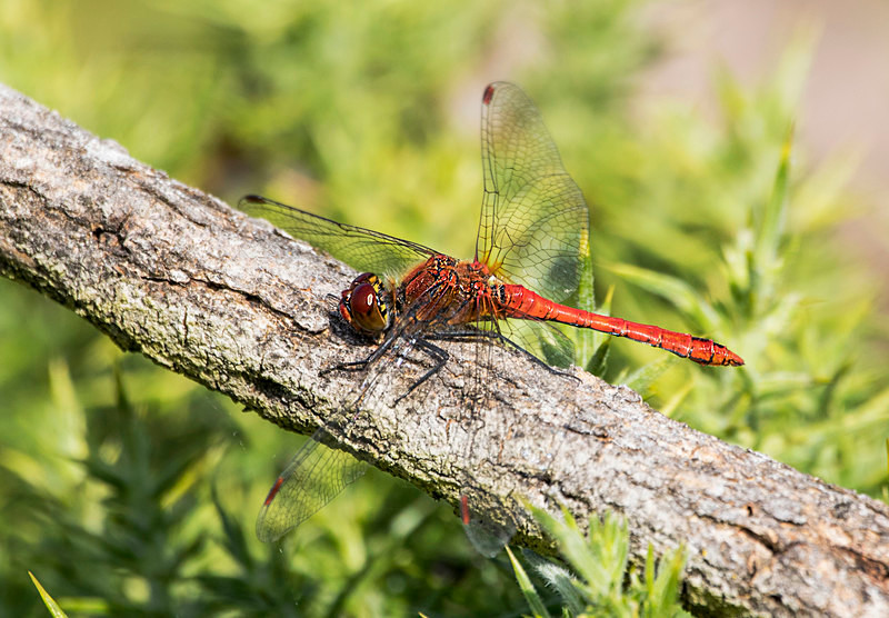 Ruddy Darter - Dragonflies and Damselflies