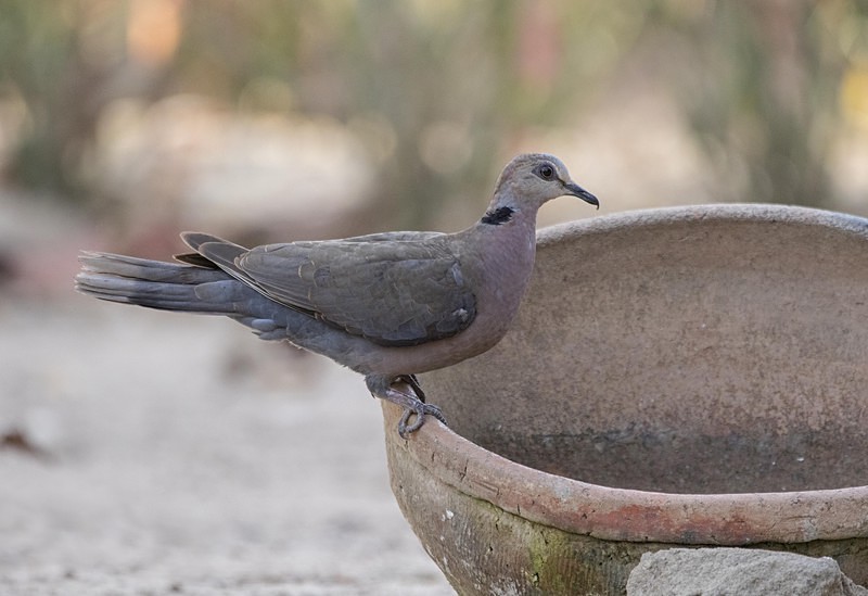 African Mourning Dove. - The Gambia 2018