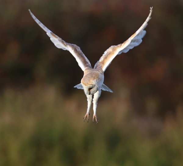 Barn Owl - Owls, Raptors, Corvids & Doves
