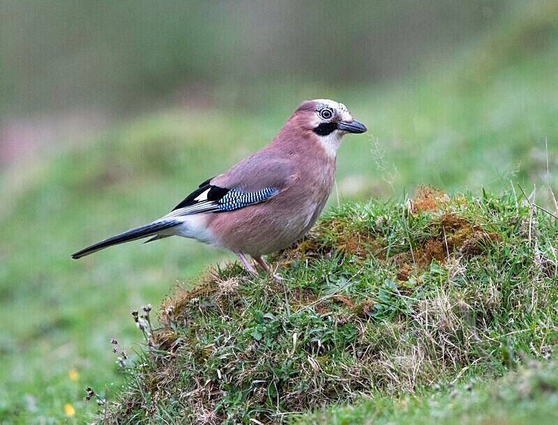 Jay - Owls, Raptors, Corvids & Doves