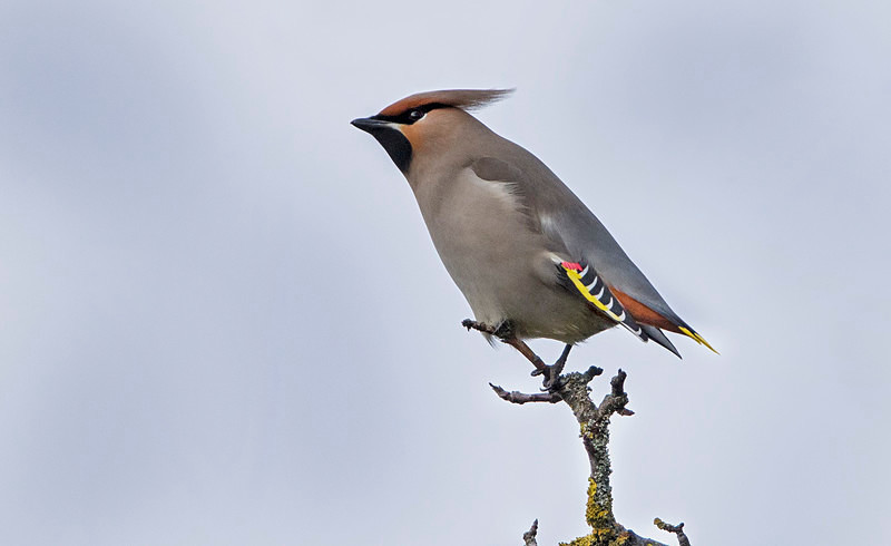 Waxwing - Cuckoos, Shrikes & Waxwings