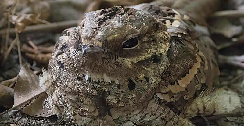 Long Tailed Nightjar - The Gambia Nov/Dec 2023