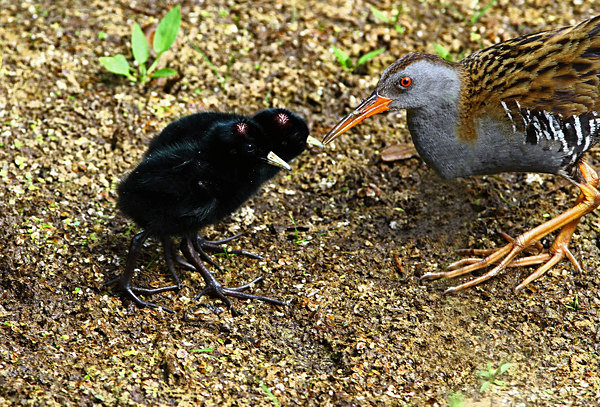 Water Rail adult and ckicks - Herons, Egrets, Rails & Divers