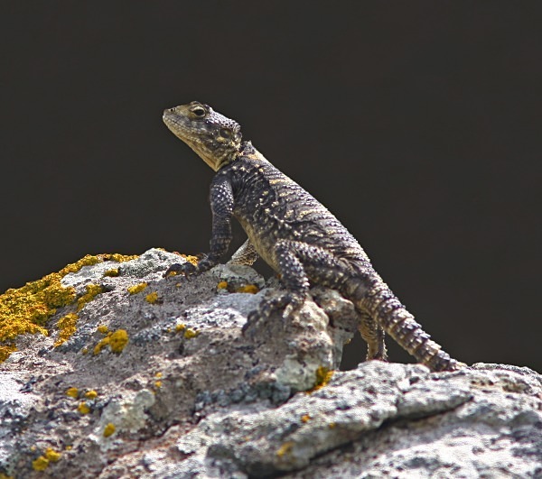 Star Agama (Lesvos) - From around the world