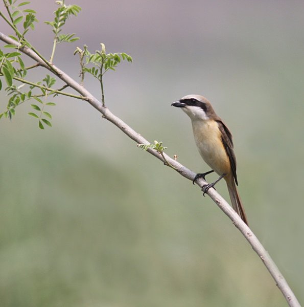 Brown Shrike - China Birds