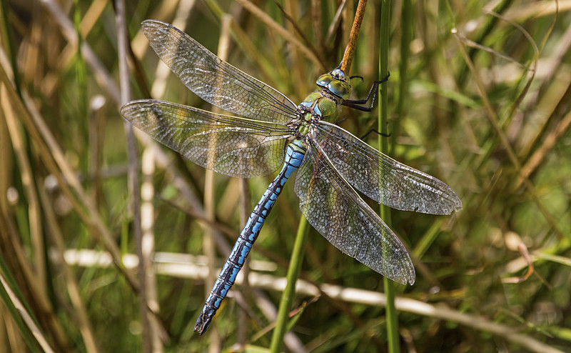 Emperor Dragonfly - Dragonflies and Damselflies