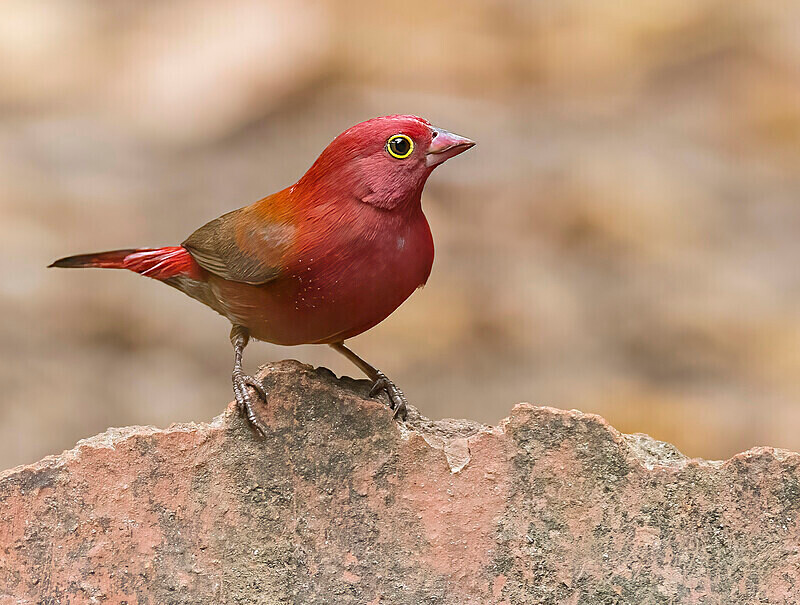 Red Billed Firefinch - The Gambia Nov/Dec 2023