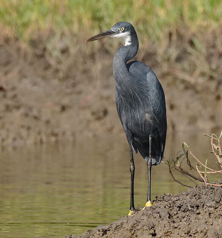 Western Reef Egret - The Gambia Januarry 2026