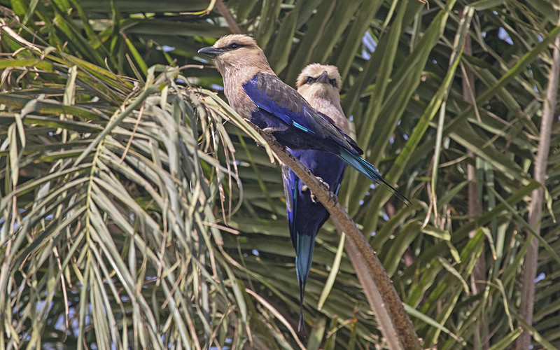 Blue Bellied Rollers. - The Gambia 2018