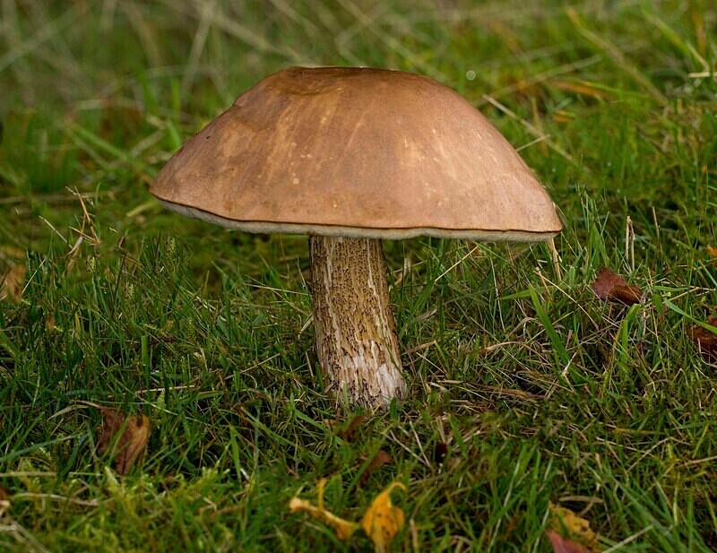 Brown Birch Bolete - Boletes