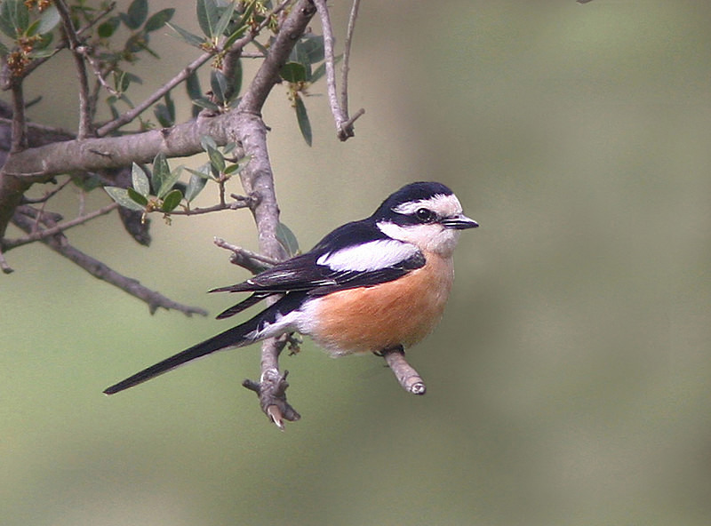 Masked Shrike - Lesvos 2011