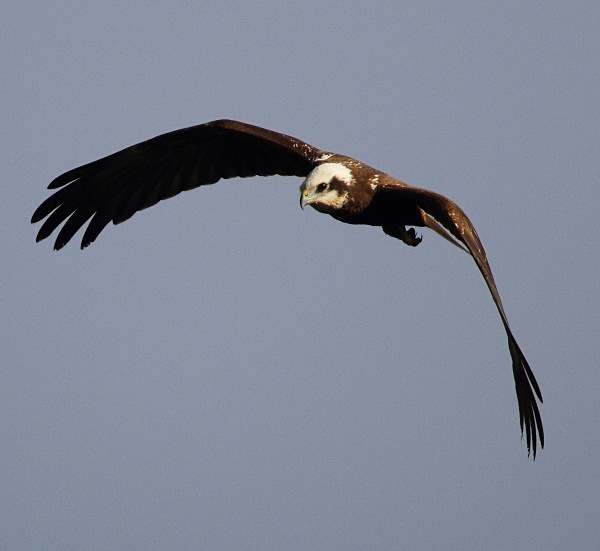 Marsh Harrier - Norfolk, Spring 2012