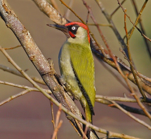 Green Woodpecker - Woodpeckers & Wrynecks
