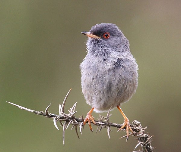  - Marmora's Warbler