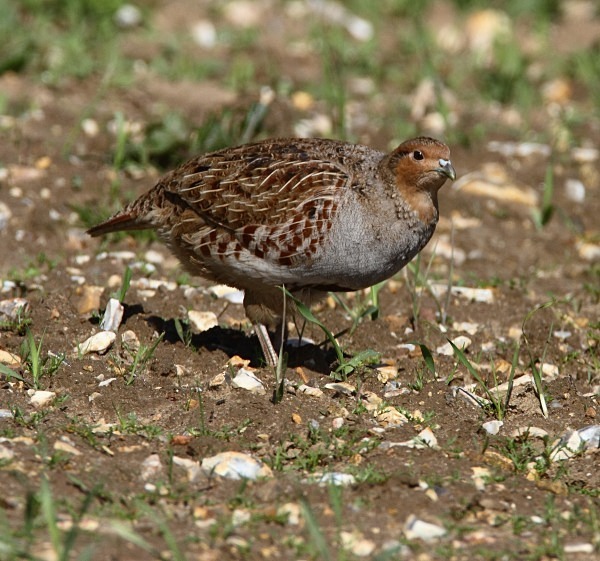 Grey Partridge - Norfolk, Spring 2012