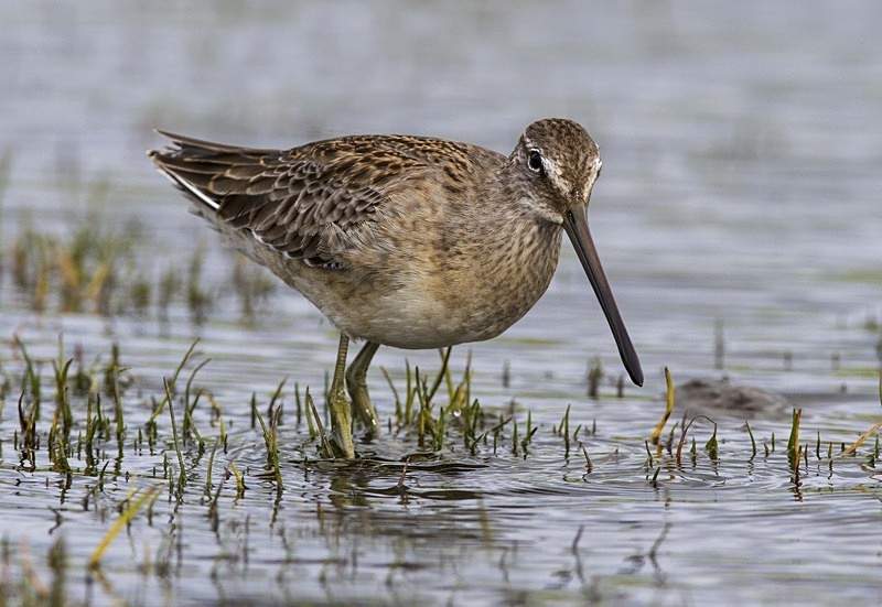 Long Billed Dowitcher - Long Billed Dowitcher