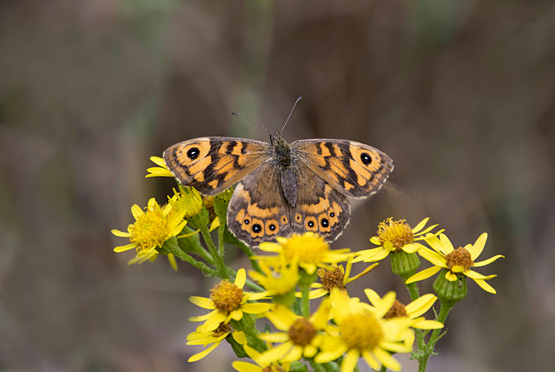 Wall Brown - Butterflies