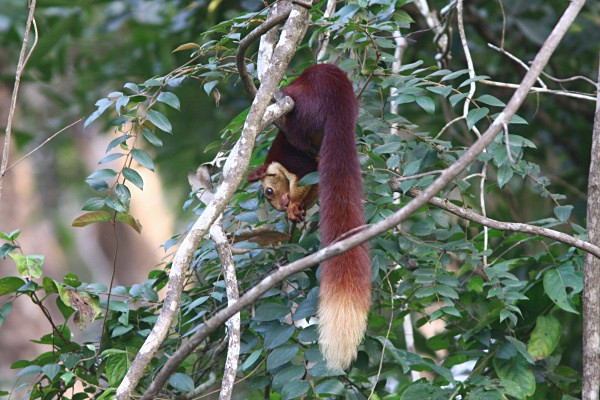 Giant Malabar Red Squirrel (India) - From around the world