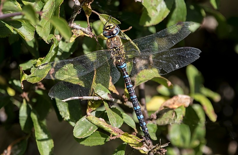 Migrant Hawker. - Dragonflies and Damselflies