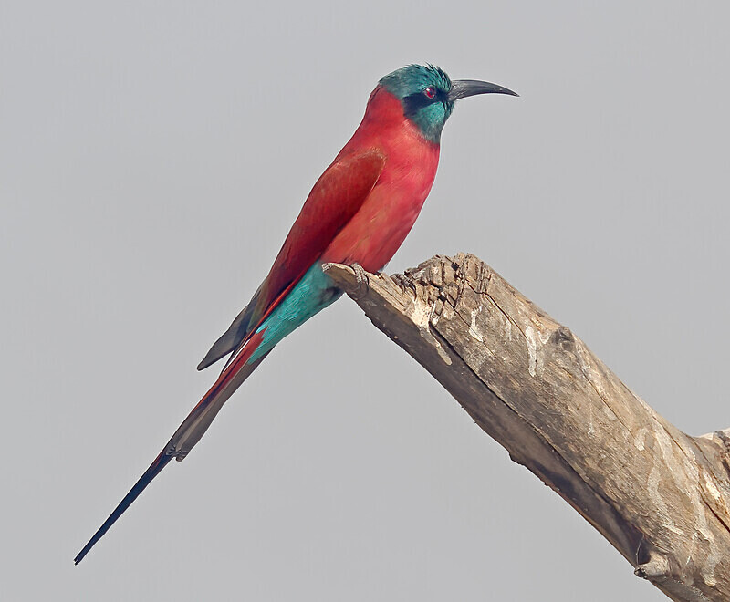 Northern Carmine Bee Eater - The Gambia Januarry 2026