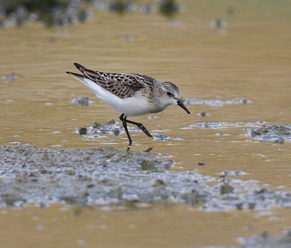 Little Stint - Cyprus Birds