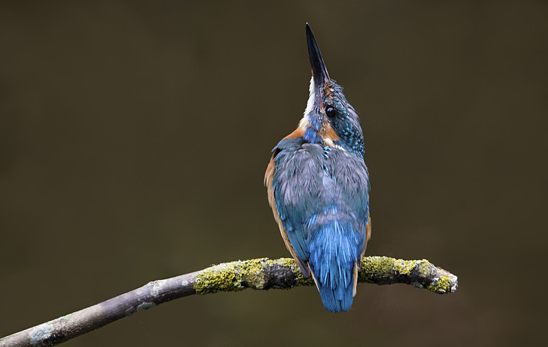 Young Kingfisher - Kingfishers
