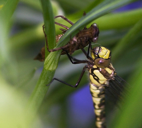 Common  Hawker - Dragonflies and Damselflies