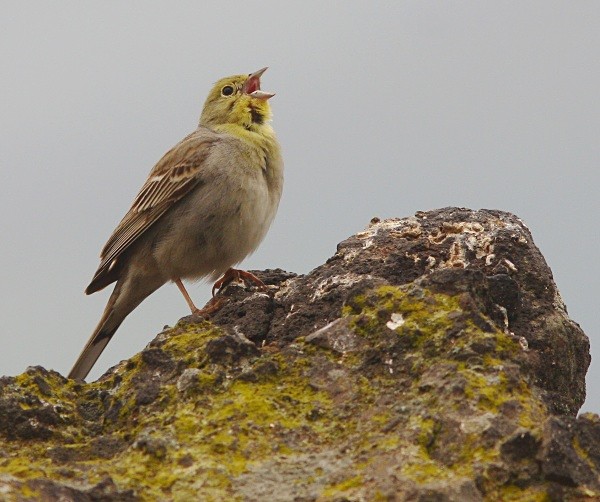 Cinereous Bunting - Lesvos 2011