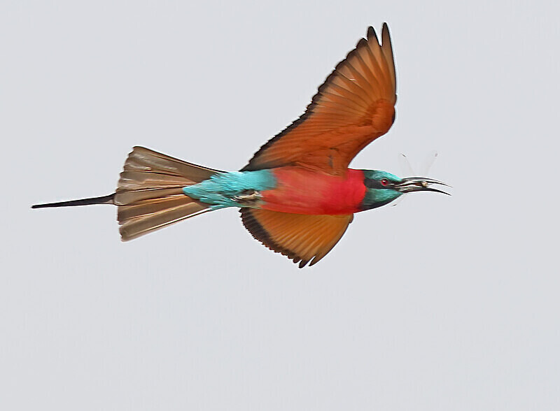 Northern Carmine Bee Eater - The Gambia Januarry 2026