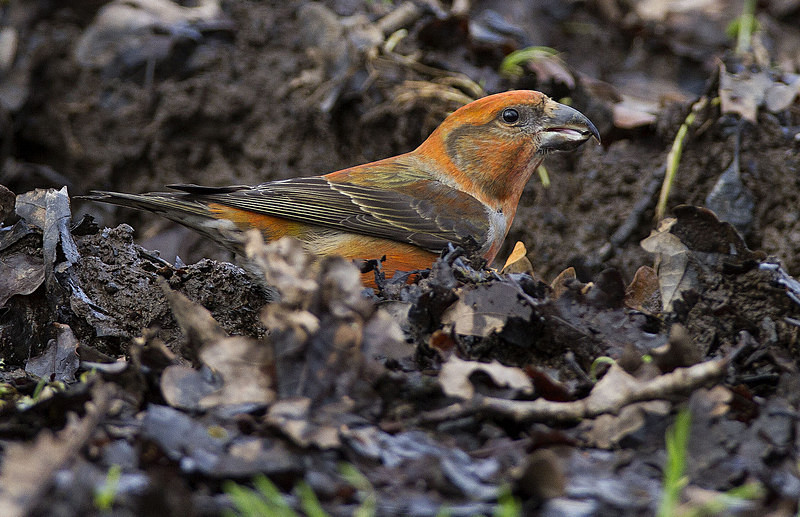 Male Crossbill - Crossbills