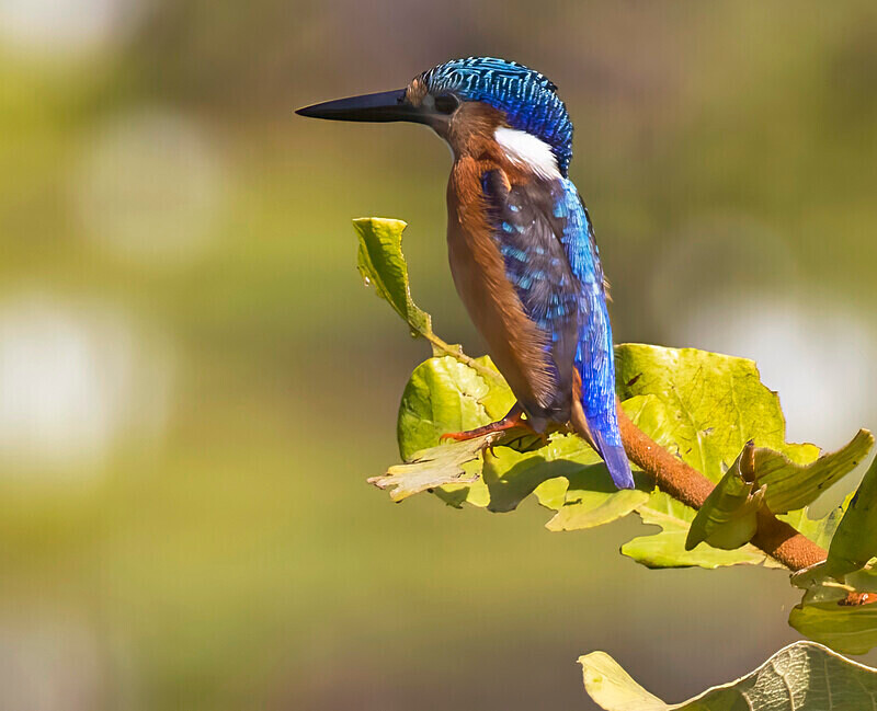 Malachite Kingfisher - The Gambia Nov/Dec 2023