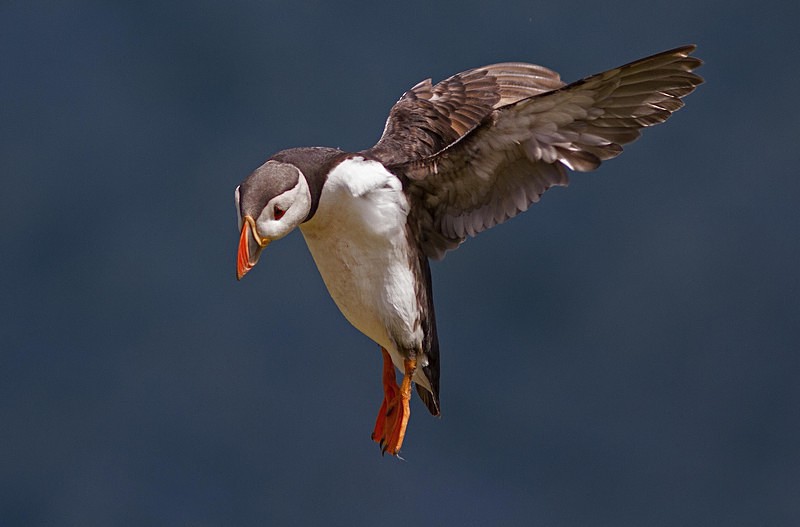 Puffin in flight - Skomer Island July 2014