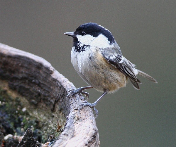 Coal Tit - Middlewood Nature Reserve