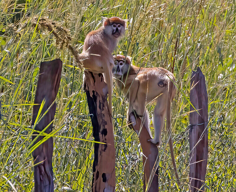 Patas Monkeys - The Gambia Nov/Dec 2023
