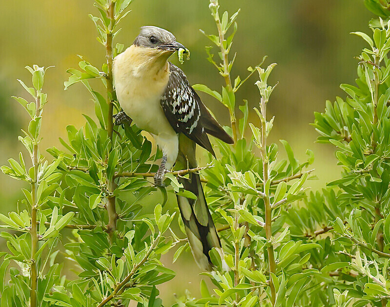 Great Spotted Cuckoo - Lesvos 2025
