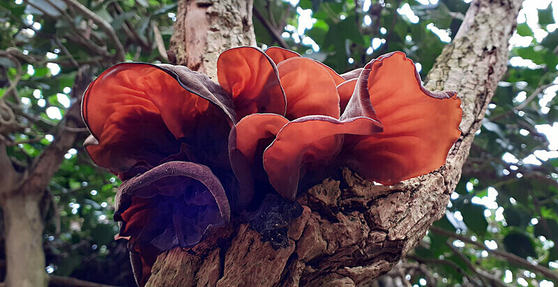 Jelly Ear - Jelly's