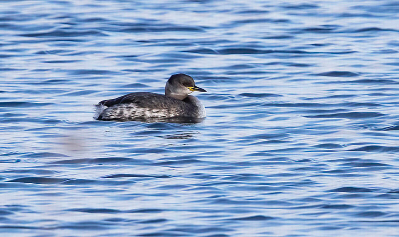 Red Necked Grebe - Ducks, Grebes, Geese, Swans & Gulls