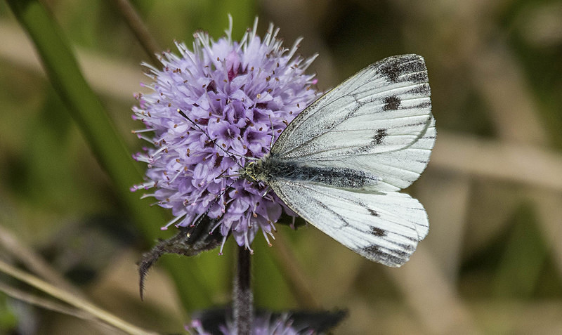 Green Veined White - Butterflies