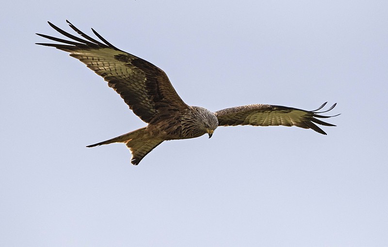 Red Kite - Owls, Raptors, Corvids & Doves