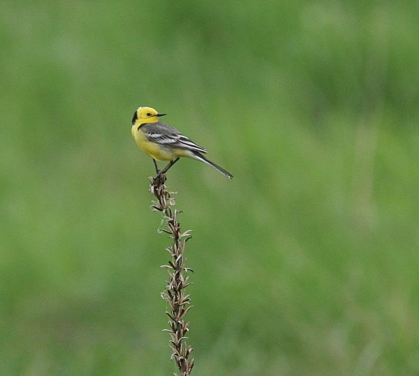 Citrine Wagtail - Poland Birds
