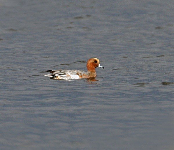 Wigeon - Ducks, Grebes, Geese, Swans & Gulls