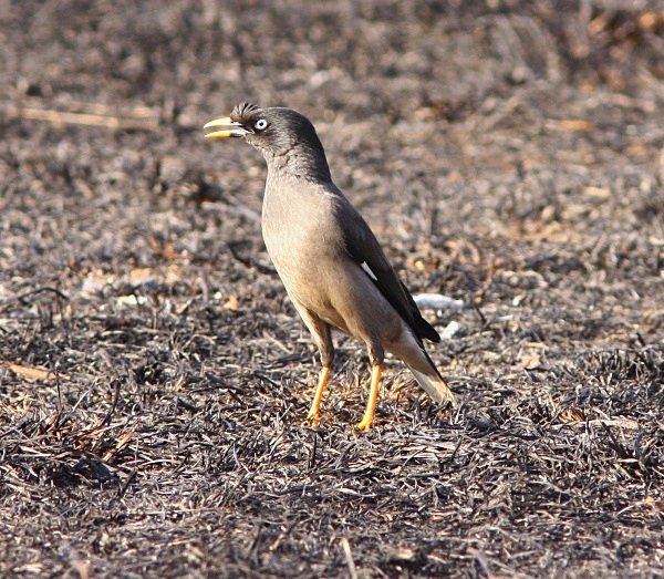 Jungle Myna - Indian Birds