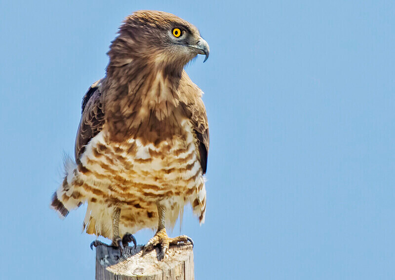 Short toed Snake Eagle. - Lesvos April/May 2023
