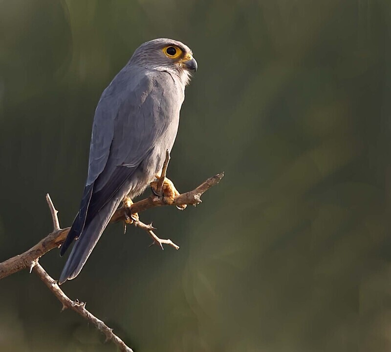 Grey Kestrel - The Gambia Januarry 2026